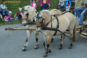 nik_019003_haseivel.jpg