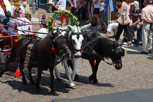 nik_019747_giodughi.jpg