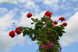 nik_039044_eowoonge.jpg